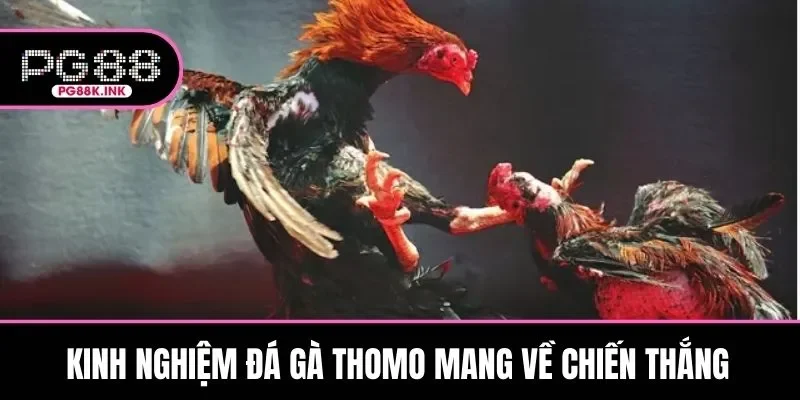 Kinh nghiệm chơi đấu kê mang về chiến thắng là tiến hành soi cầu